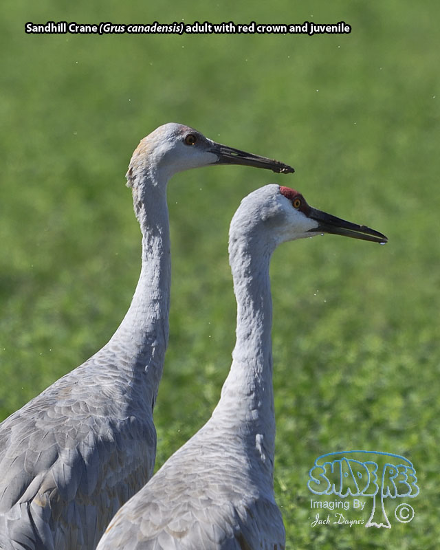 Sandhill Crane - Antigone canadensis