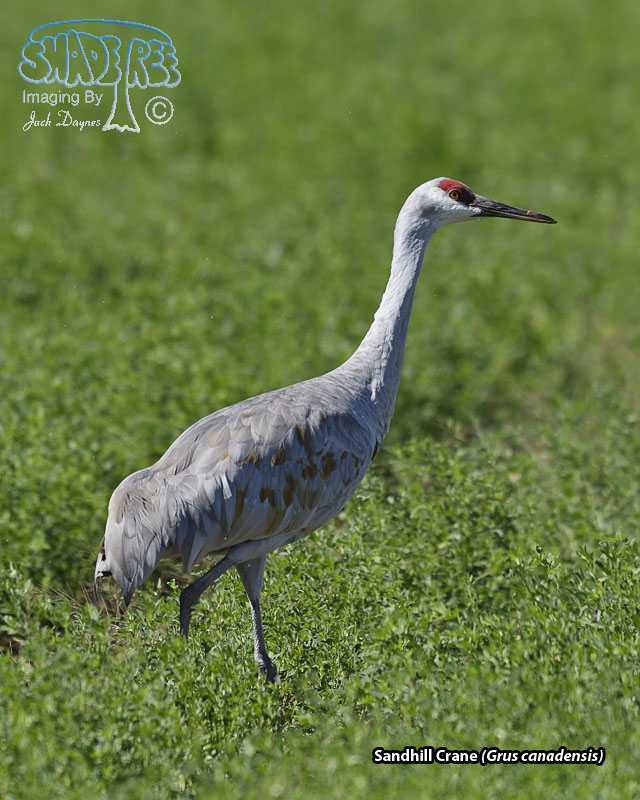 Sandhill Crane - Antigone canadensis