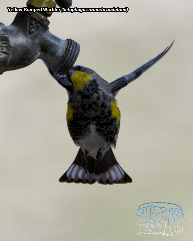 Yellow-Rumped Warbler - Setophaga coronata auduboni