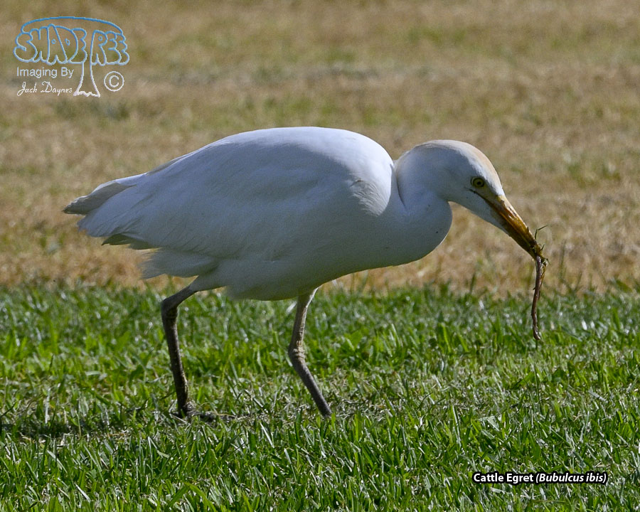 Cattle Egret - Bubulcus ibis