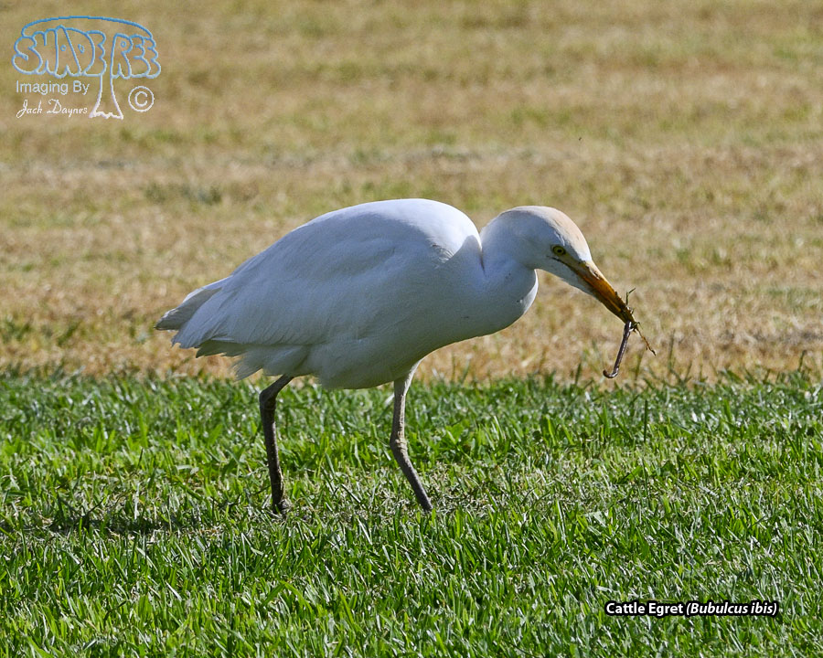 Cattle Egret - Bubulcus ibis