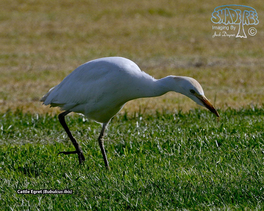 Cattle Egret - Bubulcus ibis