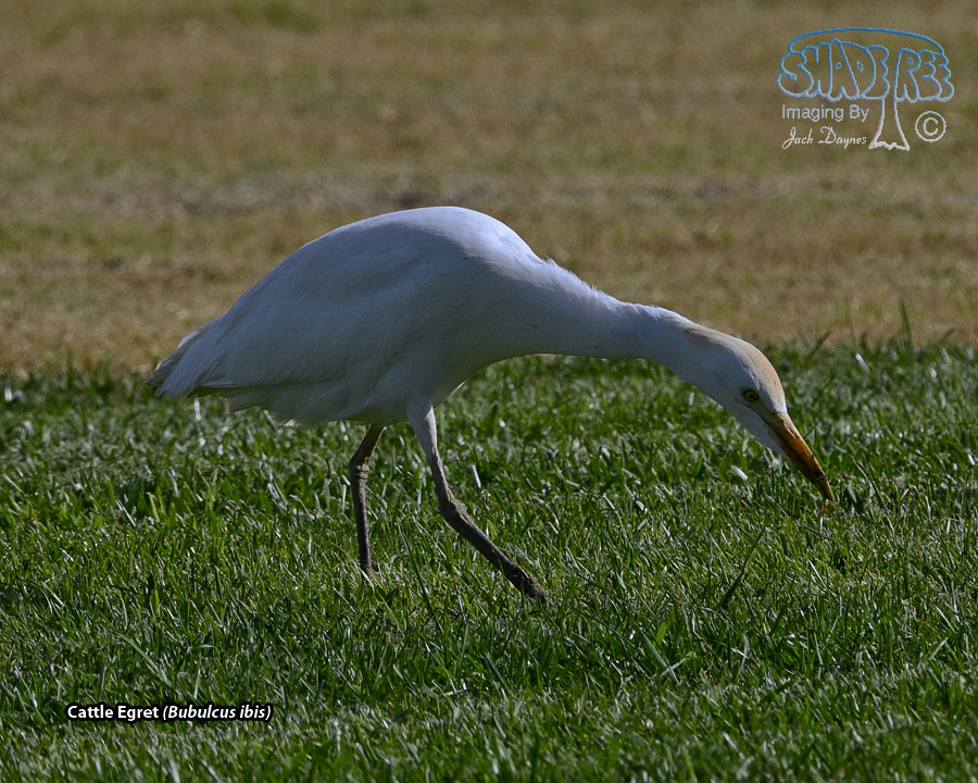 Cattle Egret - Bubulcus ibis