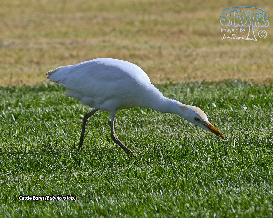Cattle Egret - Bubulcus ibis