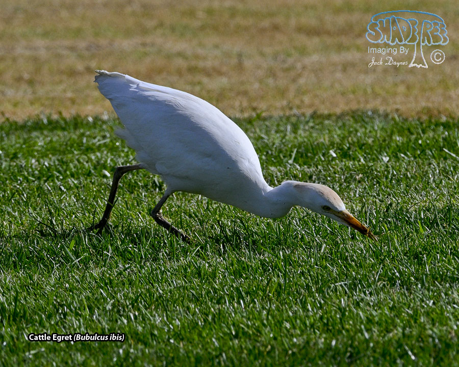 Cattle Egret - Bubulcus ibis