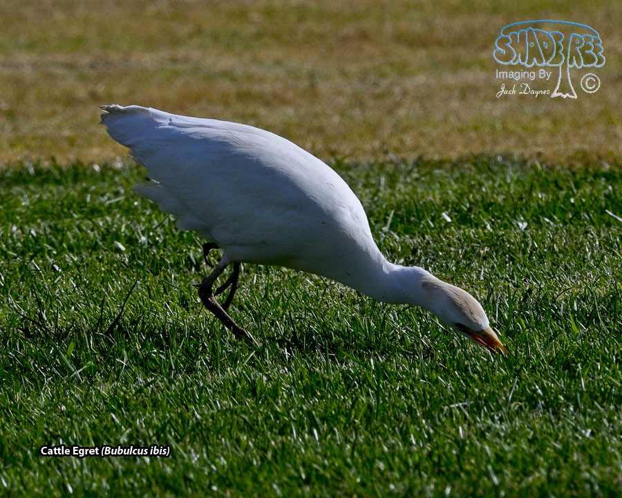 Cattle Egret - Bubulcus ibis