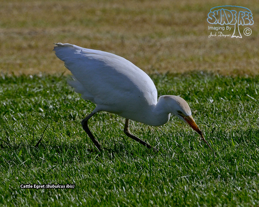 Cattle Egret - Bubulcus ibis