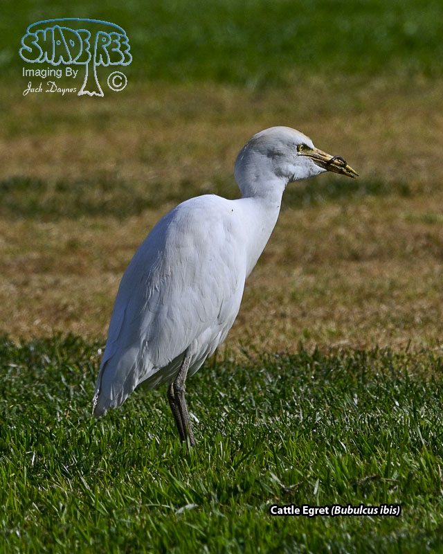 Cattle Egret - Bubulcus ibis