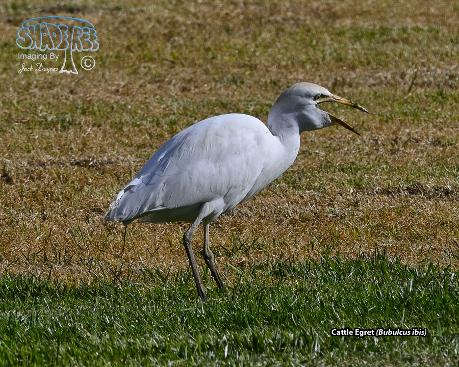 Cattle Egret - Bubulcus ibis