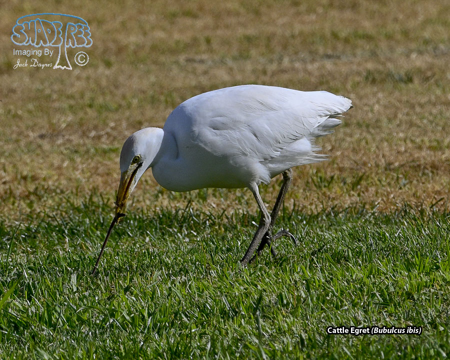 Cattle Egret - Bubulcus ibis