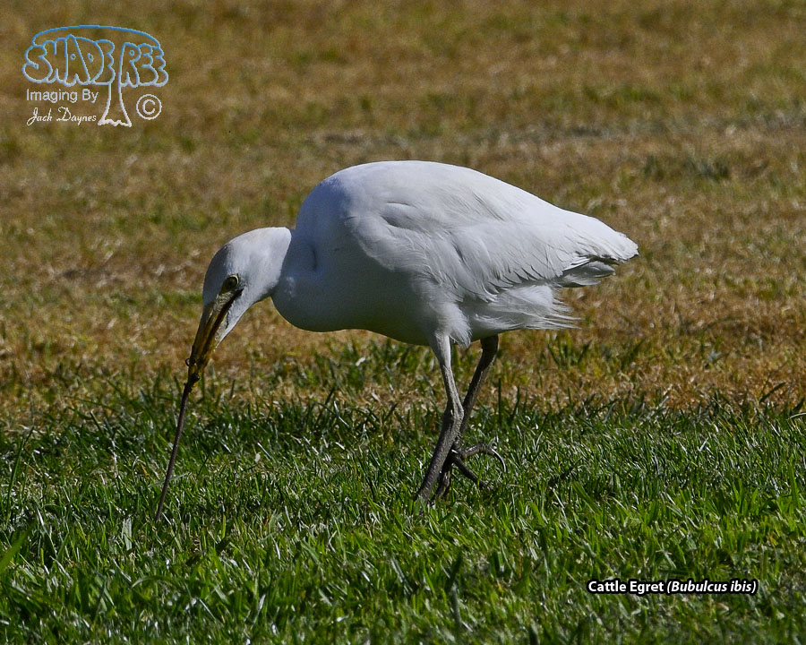 Cattle Egret - Bubulcus ibis