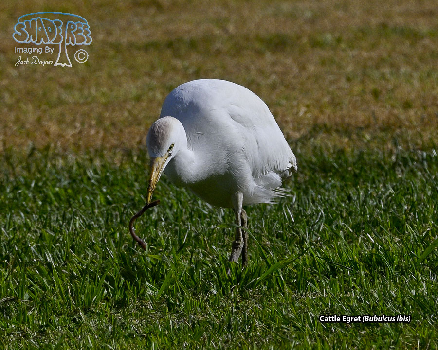 Cattle Egret - Bubulcus ibis