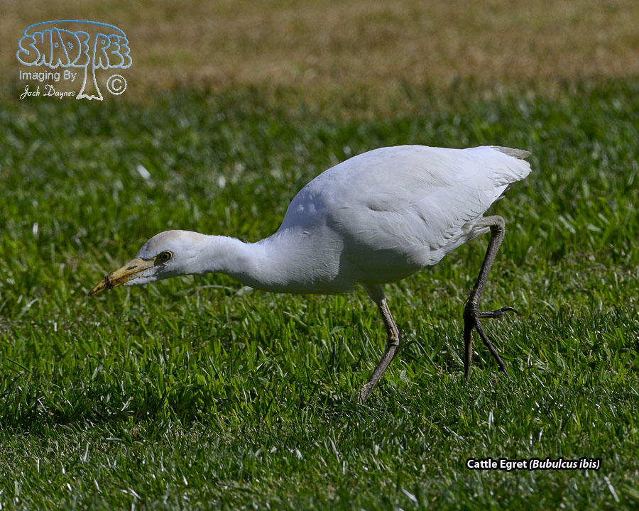 Cattle Egret - Bubulcus ibis