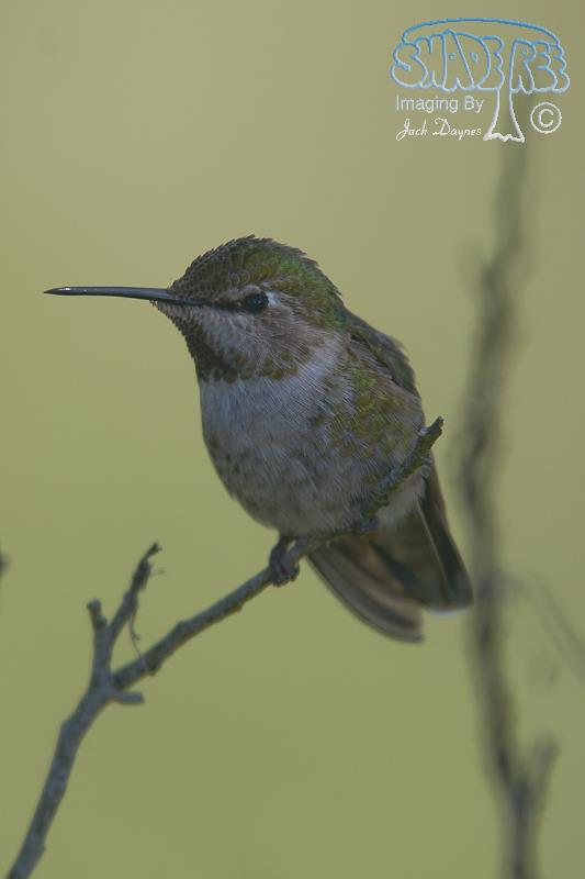 Anna's Hummingbird - Calypte anna