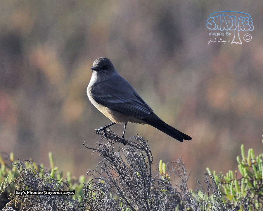 Say's Phoebe - Sayornis saya