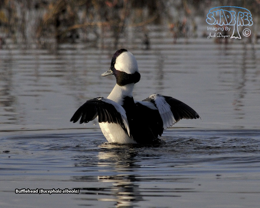 Bufflehead - Bucephala albeola
