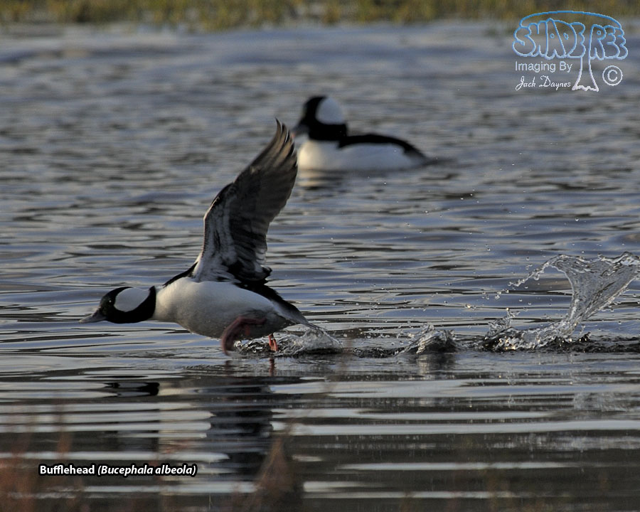 Bufflehead - Bucephala albeola