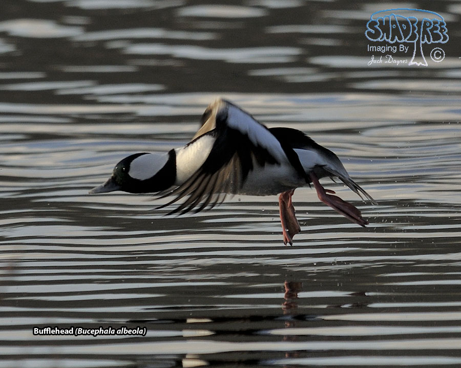 Bufflehead - Bucephala albeola