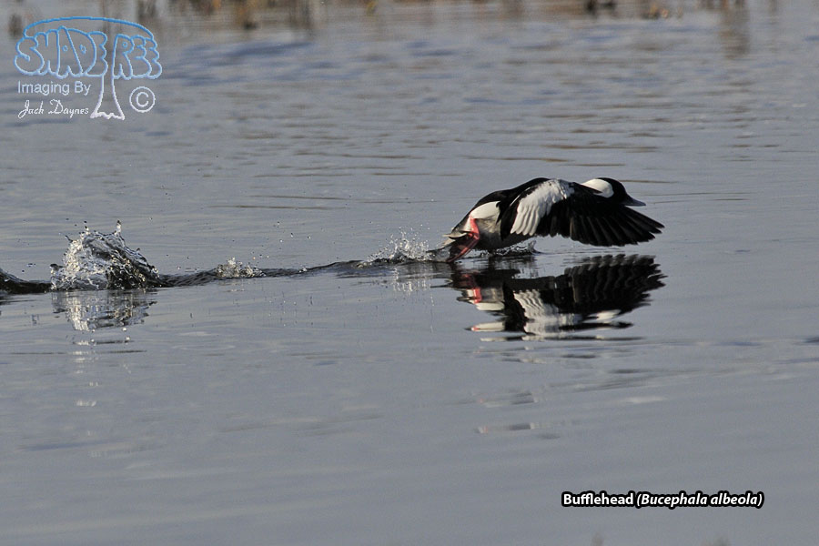 Bufflehead - Bucephala albeola