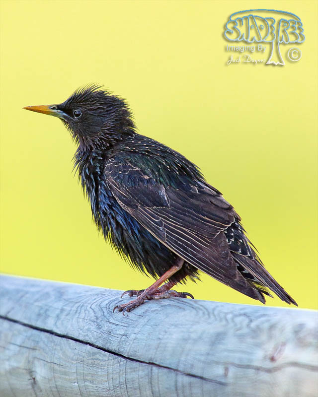 European Starling - Sturnus vulgaris