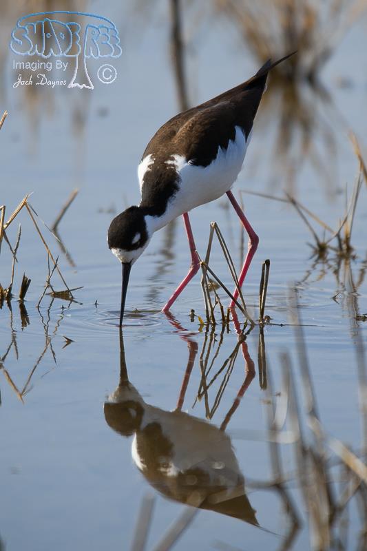 Black-Necked Stilt - Himantopus mexicanus