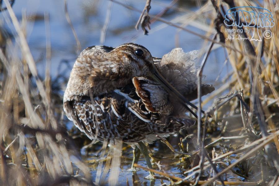 Wilson's Snipe - Gallinago delicata