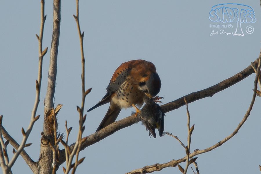 American Kestrel - Falco sparverius