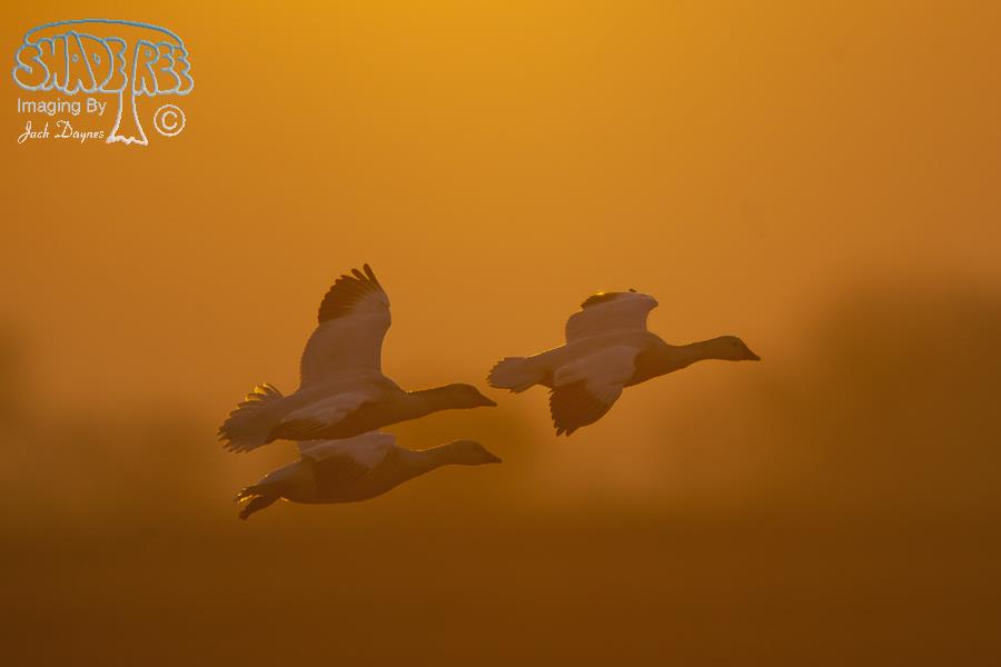 Ross's Goose - Chen rossii