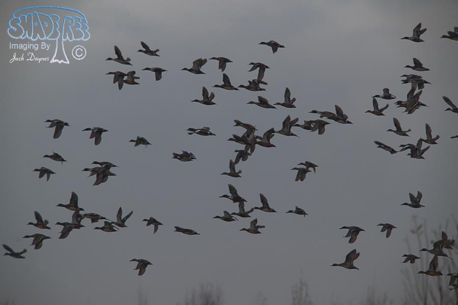 Mixed Duck Flock - n/a