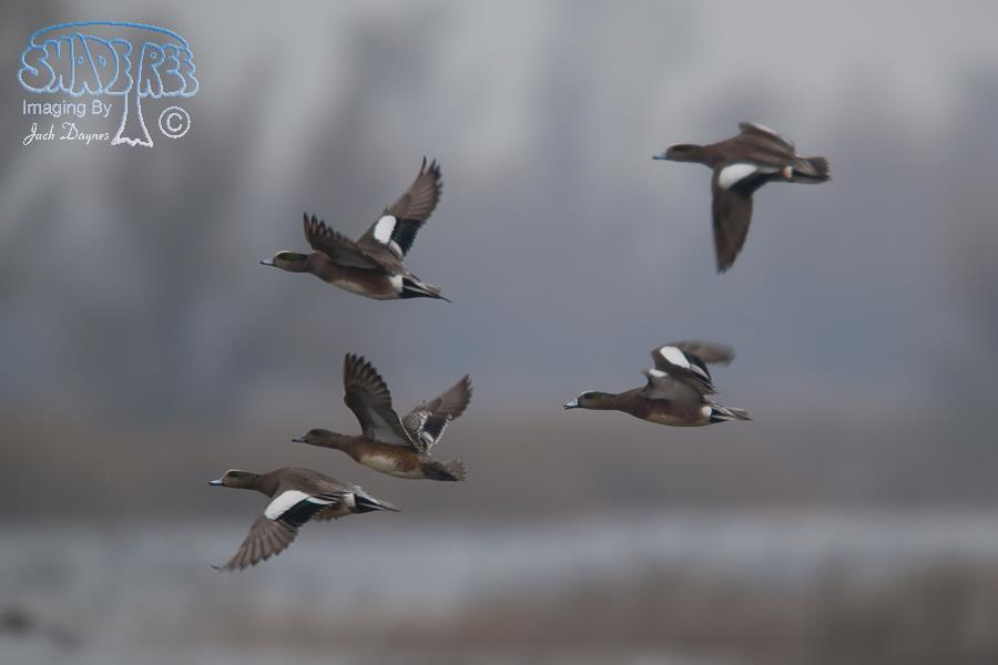 American Wigeon - Mareca americana