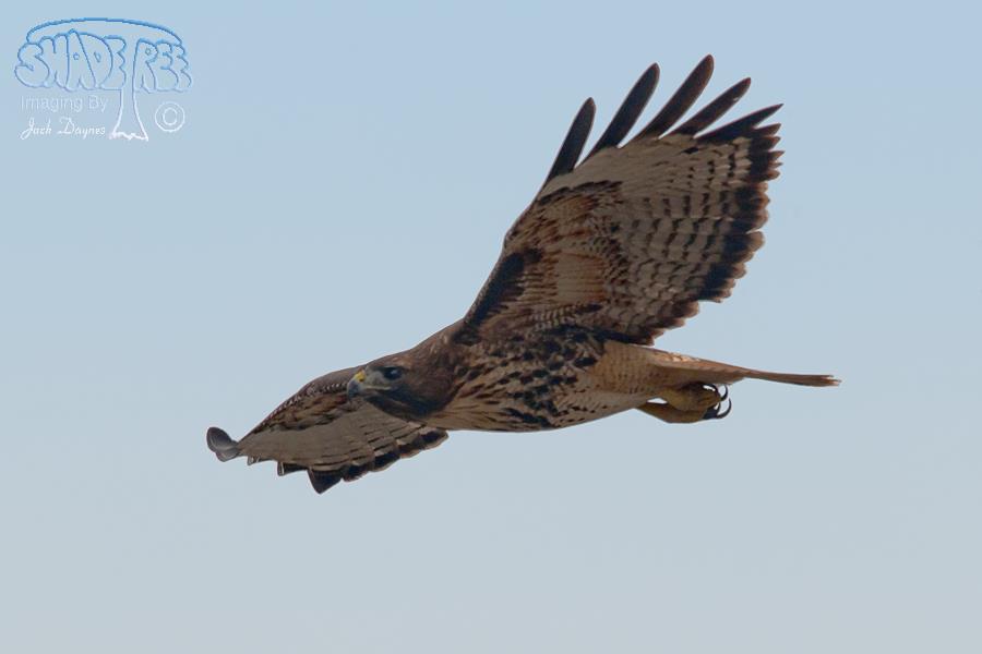 Red-Tailed Hawk - Buteo jamaicensis