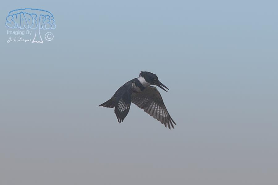 Belted Kingfisher - Ceryle alcyon