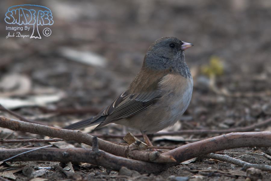 Dark-Eyed Junco - Junco hyemalis