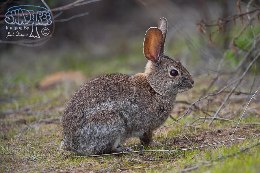 Brush Rabbit - Sylvilagus bachmani