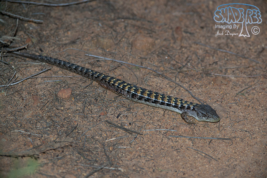 Alligator Lizard - Elgaria multicarinata