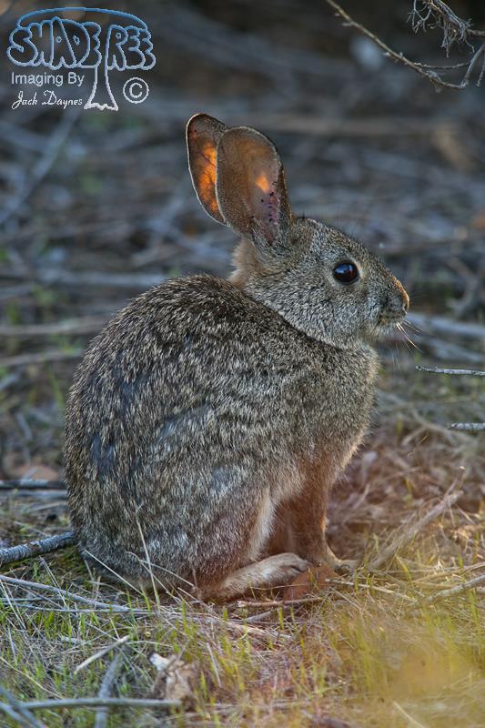 Brush Rabbit - Sylvilagus bachmani