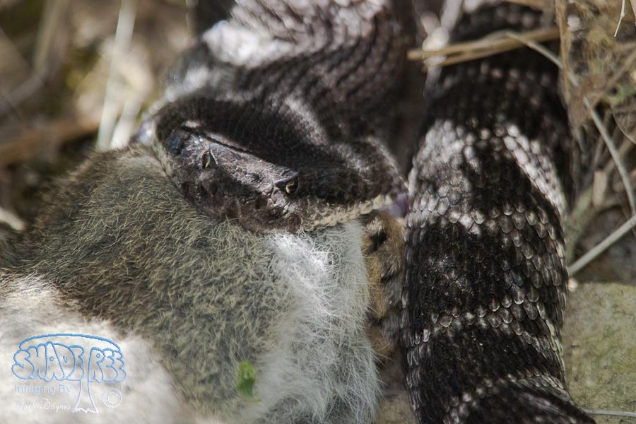 Southern Pacific Rattlesnake - Crotalus oreganus helleri