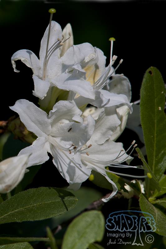 Western Azalea - Rhododendron occidentale