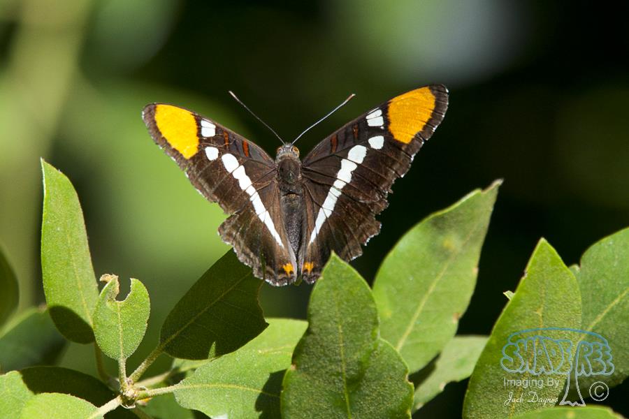 California Sister - Adelpha bredowii