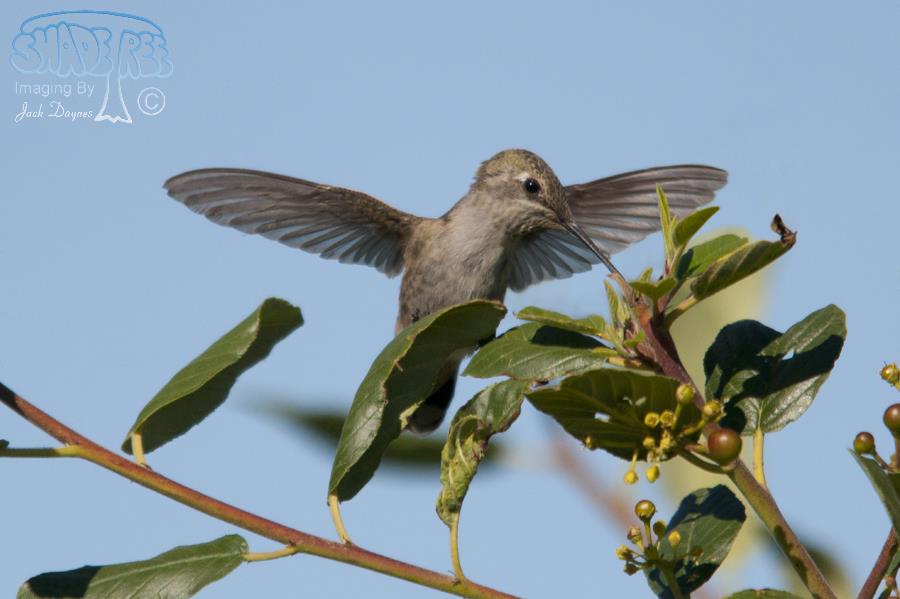 Anna's Hummingbird - Calypte anna
