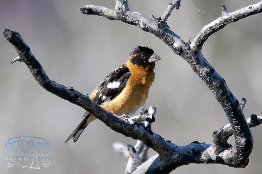 Black-Headed Grosbeak - Pheucticus melanocephalus