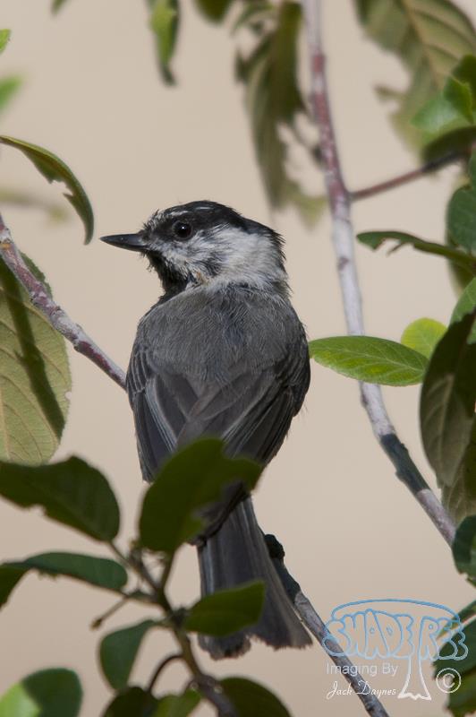 Mountain Chickadee - Poecile gambeli