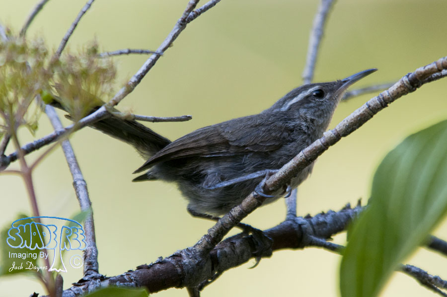 Bewick's Wren - Thryomanes bewickii