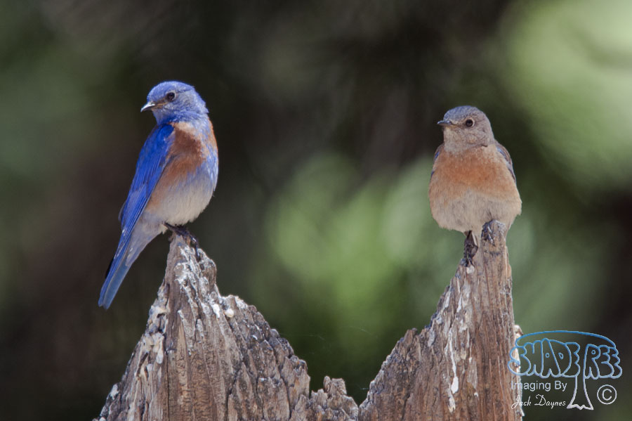 Western Bluebird - Sialia mexicana