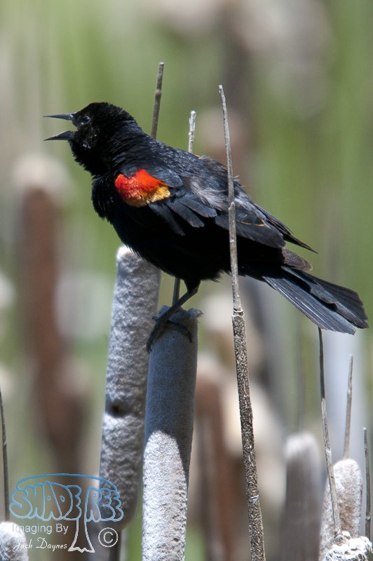 Red-Winged Blackbird - Agelaius phoeniceus