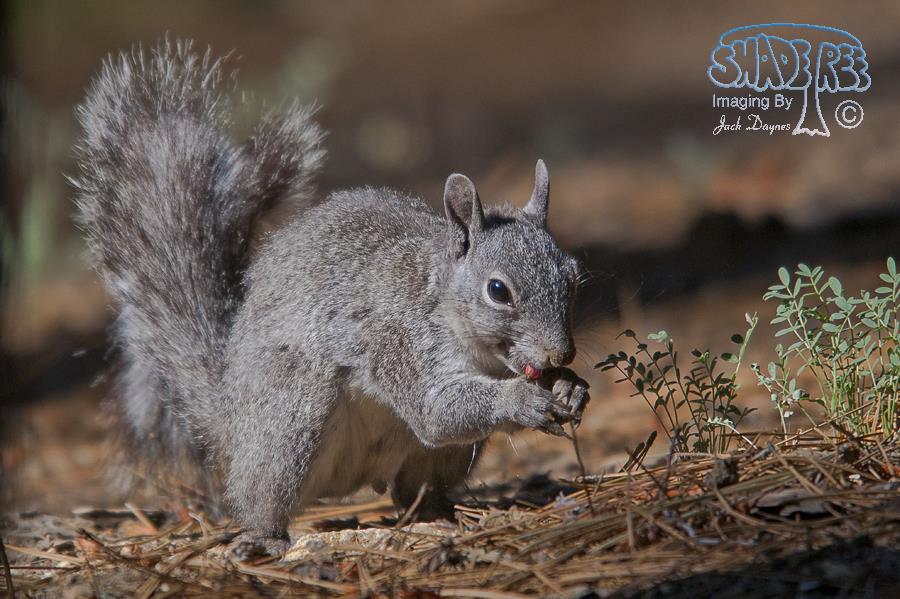 Western Gray Squirrel - Junco hyemalis