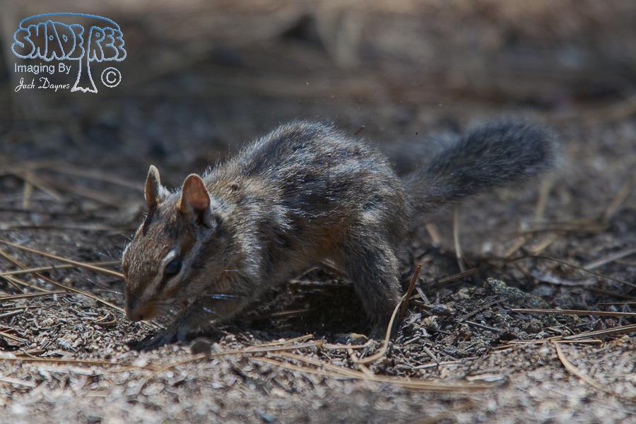 California Chipmunk - Neotamias obscurus