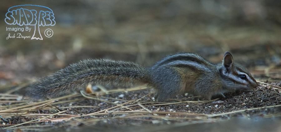 Merriam's Chipmunk - Neotamias merriami