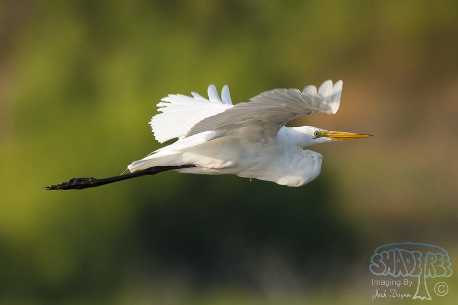 Great Egret - Ardea alba