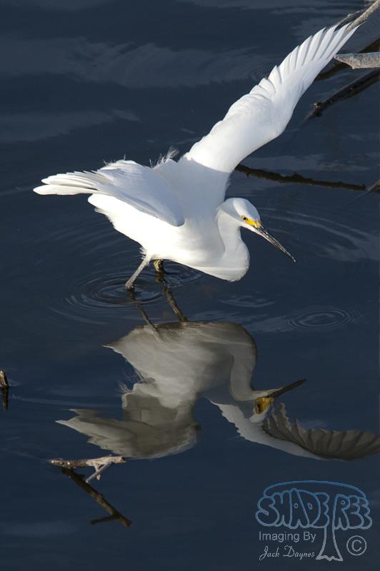 Snowy Egret - Egretta thula